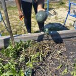 BFAM-Black-owned-non-profit-organization_community-care-2_community-garden